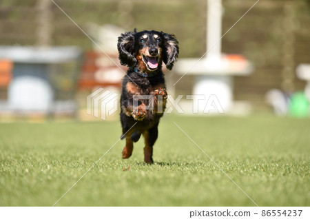 Miniature dachshund playing in a dog run Miniature dachshund playing in a dog run 86554237