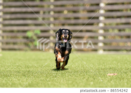 Miniature dachshund playing in a dog run 86554242