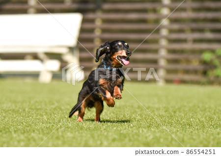 Miniature dachshund playing in a dog run 86554251