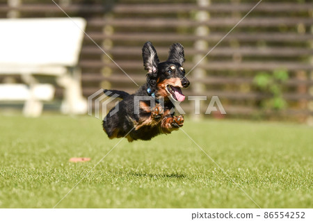 Miniature dachshund playing in a dog run 86554252