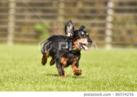 Miniature dachshund playing in a dog run Miniature dachshund playing in a dog run 86554256