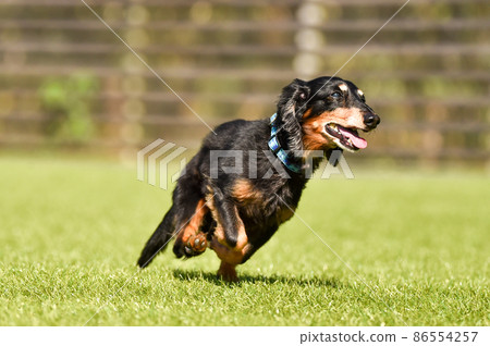 Miniature dachshund playing in a dog run Miniature dachshund playing in a dog run 86554257