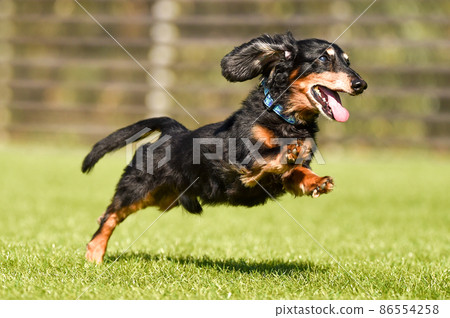 Miniature dachshund playing in a dog run 86554258