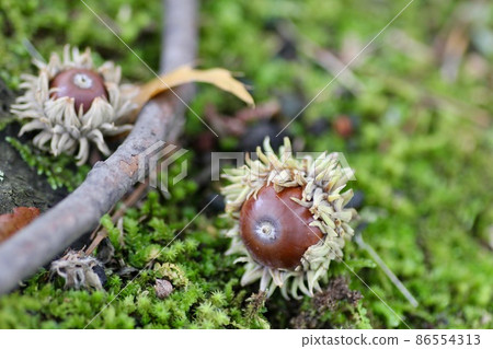 Quercus acutissima on the moss ground Quercus acutissima on the moss ground 86554313