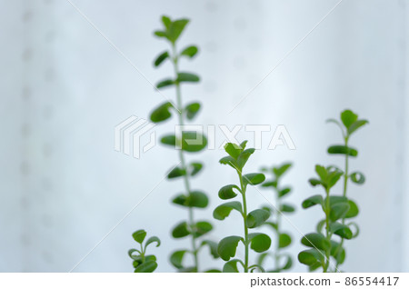 多肉植物長壽花蝴蝶舞盆栽 多肉植物長壽花蝴蝶舞盆栽 86554417