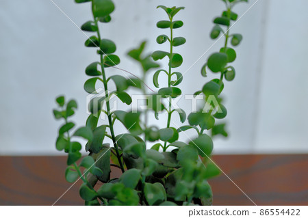 Succulent plant Kalanchoe butterfly dance potted plant Succulent plant Kalanchoe butterfly dance potted plant 86554422