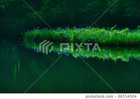 Shiga prefecture Takashima-shi Imazu town Hikibu shrimp colony shoots early in the morning 86554504