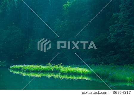 滋賀縣高島市今津市Hikibu蝦群落在清晨 86554517