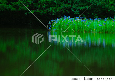 Shiga prefecture Takashima-shi Imazu town Hikibu shrimp colony shoots early in the morning 86554532