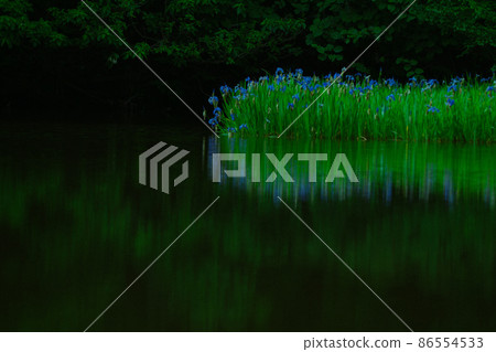 Shiga prefecture Takashima-shi Imazu town Hikibu shrimp colony shoots early in the morning 86554533