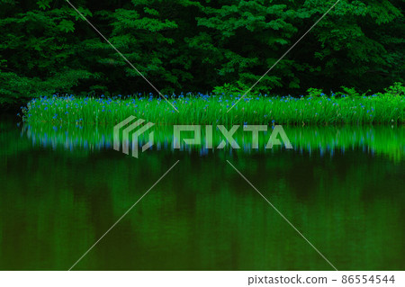 Shiga prefecture Takashima-shi Imazu town Hikibu shrimp colony shoots early in the morning 86554544
