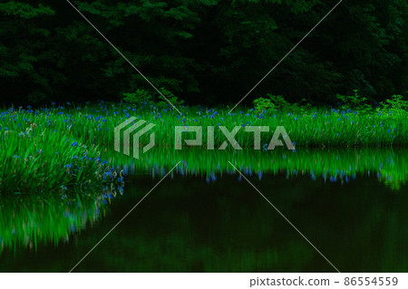 Shiga prefecture Takashima-shi Imazu town Hikibu shrimp colony shoots early in the morning Shiga prefecture Takashima-shi Imazu town Hikibu shrimp colony shoots early in the morning 86554559