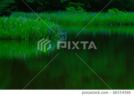 Shiga prefecture Takashima-shi Imazu town Hikibu shrimp colony shoots early in the morning Shiga prefecture Takashima-shi Imazu town Hikibu shrimp colony shoots early in the morning 86554566
