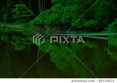 Shiga prefecture Takashima-shi Imazu town Hikibu shrimp colony shoots early in the morning Shiga prefecture Takashima-shi Imazu town Hikibu shrimp colony shoots early in the morning 86554618