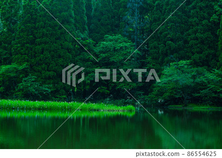 Shiga prefecture Takashima-shi Imazu town Hikibu shrimp colony shoots early in the morning Shiga prefecture Takashima-shi Imazu town Hikibu shrimp colony shoots early in the morning 86554625