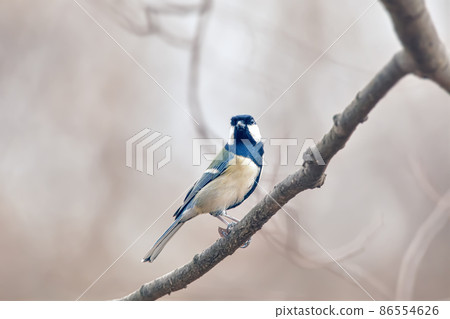 Great tit Great tit 86554626