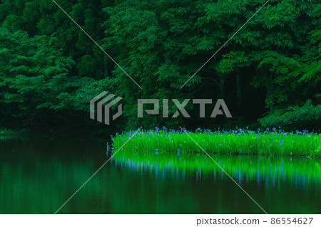 Shiga prefecture Takashima-shi Imazu town Hikibu shrimp colony shoots early in the morning Shiga prefecture Takashima-shi Imazu town Hikibu shrimp colony shoots early in the morning 86554627
