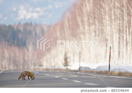 A red fox I met on a winter road (Hokkaido) A red fox I met on a winter road (Hokkaido) 86554644