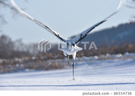 Red-crowned crane (Tsurui, Hokkaido) running up before taking off from the feeding area Red-crowned crane (Tsurui, Hokkaido) running up before taking off from the feeding area 86554736