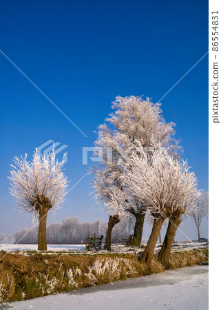 Riped willows along a frozen pond near Hardinxveld-Giessendam 86554831