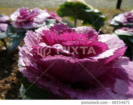 葉子按鈕的光芒 葉子按鈕的光芒 86554871