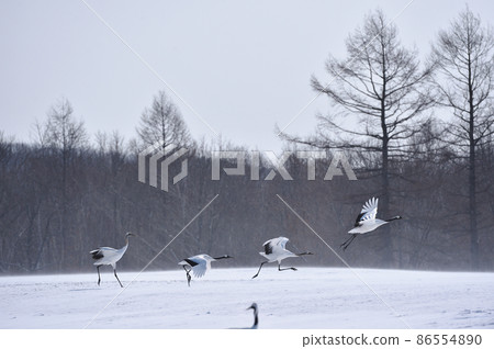A flock of Japanese cranes taking off from the feeding area (Tsurui, Hokkaido) A flock of Japanese cranes taking off from the feeding area (Tsurui, Hokkaido) 86554890
