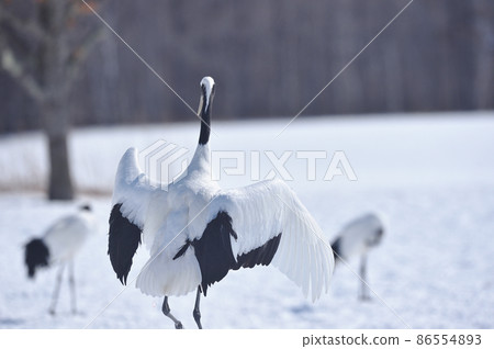 Red-crowned crane dancing in a flock (Tsurui, Hokkaido) 86554893