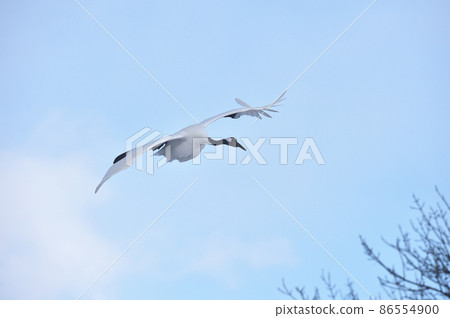 Red-crowned crane flying under the blue sky (Tsurui, Hokkaido) 86554900