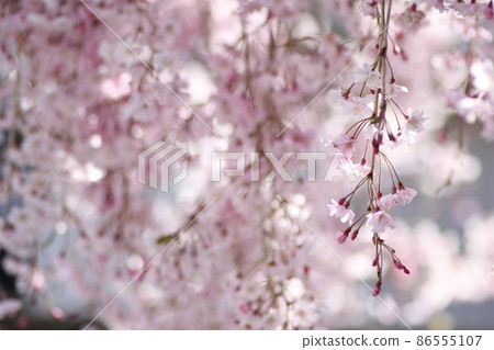 Dead brown cherry tree Dead brown cherry tree 86555107