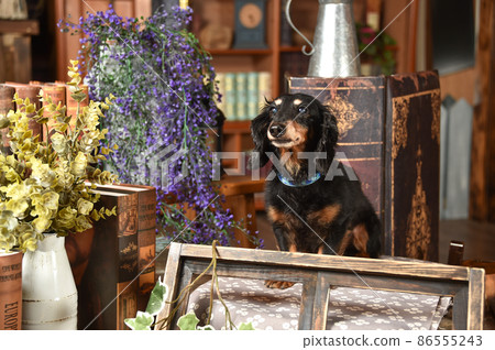 Miniature dachshund recommended in a retro background Miniature dachshund recommended in a retro background 86555243