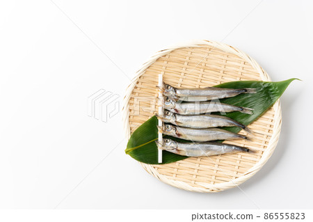  毛鱗魚 86555823