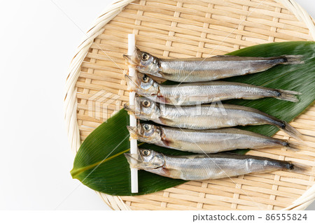  毛鱗魚 86555824