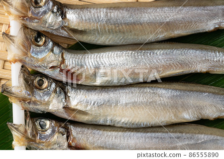  毛鱗魚 86555890