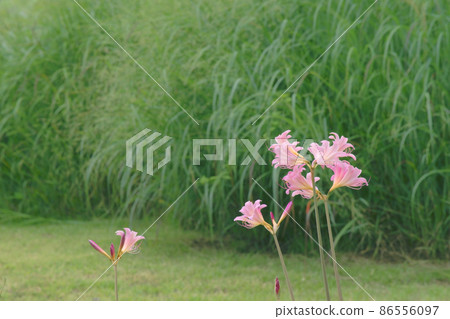 夏天的水仙花 86556097