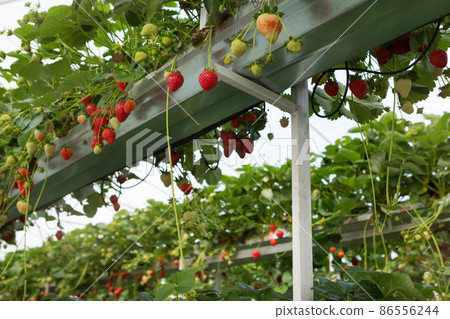 many bushes of strawberries with red berries growing in a greenhouse, bottom view, agriculture 86556244