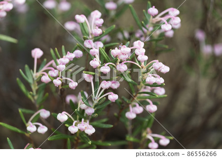 仙女座 polifolia Yurigahara 公園 86556266