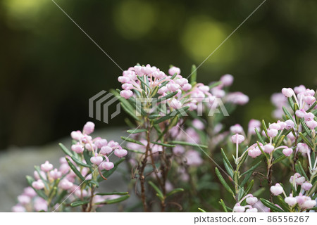仙女座 polifolia Yurigahara 公園 86556267