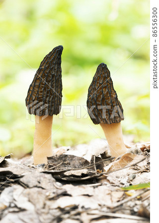 Morchella conica Sapporo City 86556300
