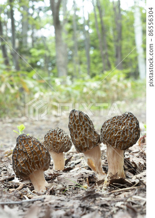 Morchella conica Sapporo City 86556304