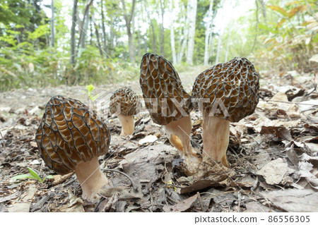 Morchella conica Sapporo City 86556305