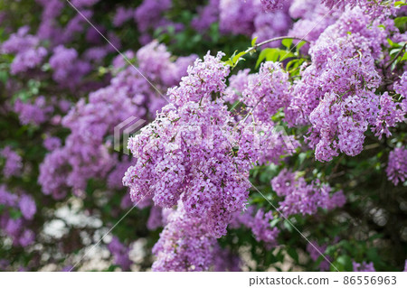 Purple lilac flower with blurred green leaves. Spring blossom. A beautiful bunch of lilac. Trending Color of the Year 2022. Purple lilac flower with blurred green leaves. Spring blossom. A beautiful bunch of lilac. Trending Color of the Year 2022. 86556963