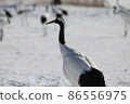 丹頂鶴 86556975
