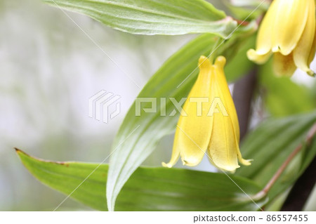 Kiigami蟾百合 86557455