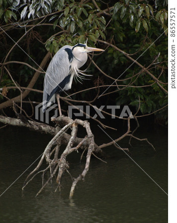Wild Bird (Gray Heron in Itoshima City, Fukuoka Prefecture) Wild Bird (Gray Heron in Itoshima City, Fukuoka Prefecture) 86557571