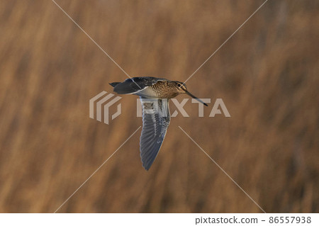 Snipe in flight 86557938