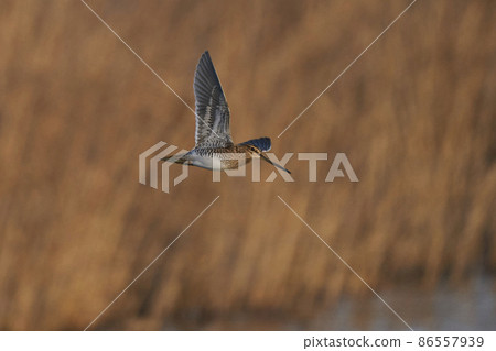 Snipe in flight 86557939