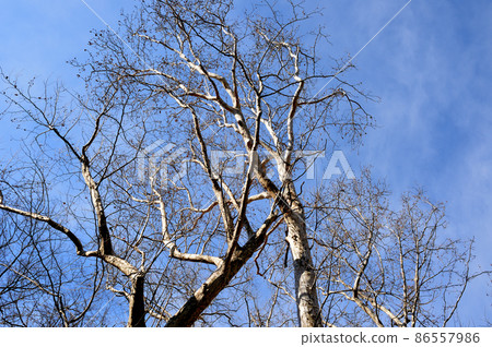 Deciduous tree, winter sycamore tree 86557986