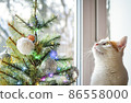 A tricolor domestic cat looks Christmas tree. 86558000