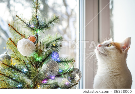 A tricolor domestic cat looks Christmas tree. 86558000