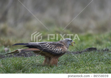 Red Kite standing in a grassy field Red Kite standing in a grassy field 86558039